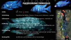 Artentafel Placidochromis phenochilus