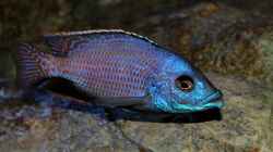 Placidochromis milomo `Mbenji`