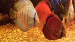 Besatz im Aquarium Río Marañón