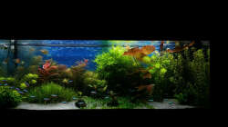 Aquarium green sansibar