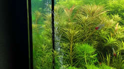 Co2 diffusor japan style