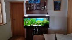 Aquarium green sansibar