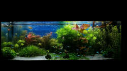 Aquarium green sansibar