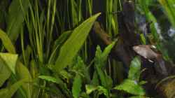 Pflanzen im Aquarium Becken 22174