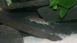 Einer meiner Synodontis nyassae