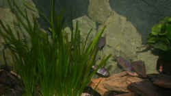 Der mitlere Teil des Beckens, hier und in den Valisnerien halten sich meine Placidochromis