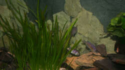 Der mitlere Teil des Beckens, hier und in den Valisnerien halten sich meine Placidochromis