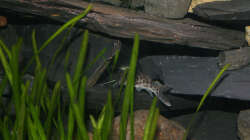 Ein Malawi Wels in seiner Höhle