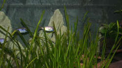 Im vordergrund sieht man meinen Valisneria spiralis hein welcher am linken Rand meines