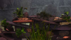 Ein weiteres Photo meines Malawiaquariums leicht rechts von der Mitte.