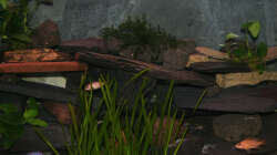 Meine 3 Pflanzenarten in der mitte des Beckens. Im vordergrund sorgen Valisnerien