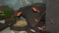 Am rechten Rand sieht man die verkleidung meiner Biologischen Filterung und dem Rest