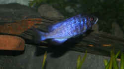 Mein halbwüchsiger Placidochromis phenochilus Mdoka white lips Bock