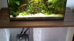 Aquarium Gesellschaftsbecken