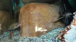 Besatz im Aquarium 60 L Aufzucht-Malawi nur noch ein Beispiel