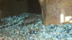 Besatz im Aquarium 60 L Aufzucht-Malawi nur noch ein Beispiel