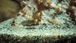 Besatz im Aquarium 60 L Aufzucht-Malawi nur noch ein Beispiel