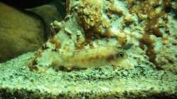 Besatz im Aquarium 60 L Aufzucht-Malawi nur noch ein Beispiel