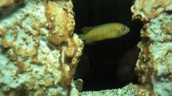 Besatz im Aquarium 60 L Aufzucht-Malawi nur noch ein Beispiel