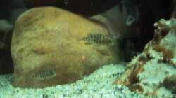 Besatz im Aquarium 60 L Aufzucht-Malawi nur noch ein Beispiel