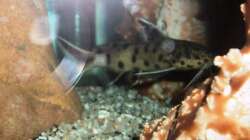 Besatz im Aquarium 60 L Aufzucht-Malawi nur noch ein Beispiel