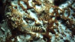 Besatz im Aquarium 60 L Aufzucht-Malawi nur noch ein Beispiel