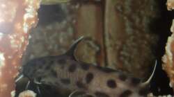 Besatz im Aquarium 60 L Aufzucht-Malawi nur noch ein Beispiel