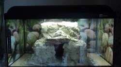 Felsen im Becken noch Unbehandelt