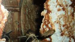 Besatz im Aquarium 60 L Aufzucht-Malawi nur noch ein Beispiel