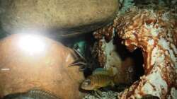 Besatz im Aquarium 60 L Aufzucht-Malawi nur noch ein Beispiel