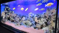 Dekoration im Aquarium Deep blue Malawi