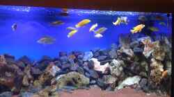Besatz im Aquarium Deep blue Malawi