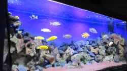 Dekoration im Aquarium Deep blue Malawi