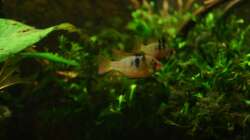 Besatz im Aquarium Broken Tree - Nur noch als Beispiel