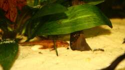 Besatz im Aquarium Broken Tree - Nur noch als Beispiel