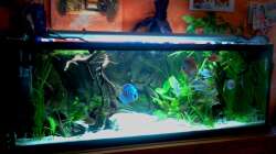 Aquarium 576Liter Amazonas!