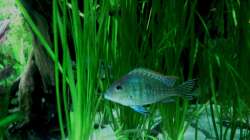 Aquarium 576Liter Amazonas!