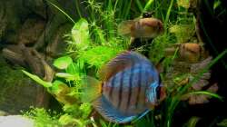 Aquarium 576Liter Amazonas!