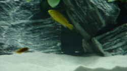 Labidochromis sp. Yellow