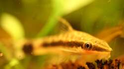 schau mir ins Auge, Kleines