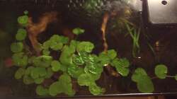 von oben - rechts Innenfilter, oben Filterauslauf über die gesamte Beckenlänge