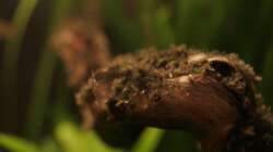 Dekoration im Aquarium Pinselalge - aufgelöst -