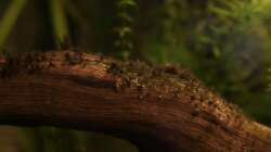 Wurzel mit ´Pinseln´