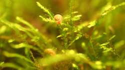 Javamoos mit Blasenschneckchen