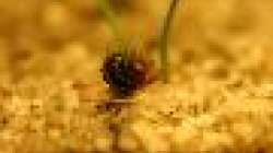 Besatz im Aquarium Pinselalge - aufgelöst -