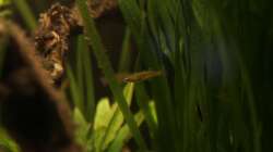 Besatz im Aquarium Pinselalge - aufgelöst -