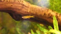 Pseudomugil gertrudae - Blauauge-Weibchen