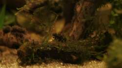 etwas Javamoos auf einer Wurzel