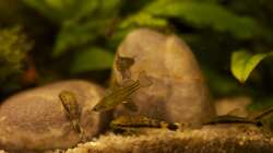 Besatz im Aquarium Pinselalge - aufgelöst -