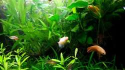 Alle 4 Bettamädels auf einen Streich